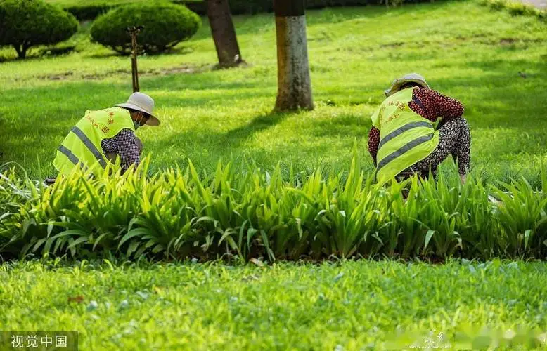 合肥园林绿化处主任是