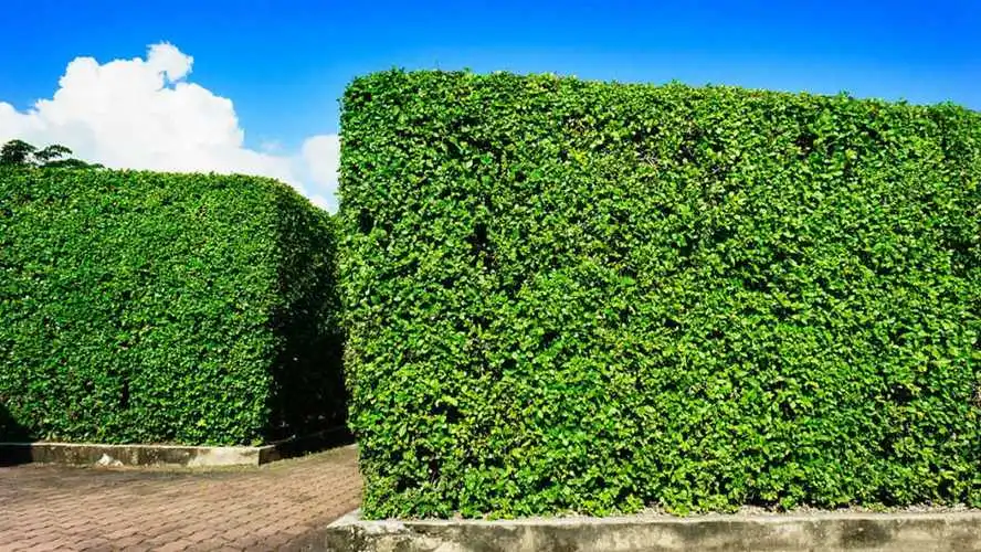 建瓯绿化带对城市的作用