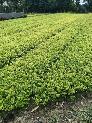 邵阳城南一号绿化工程