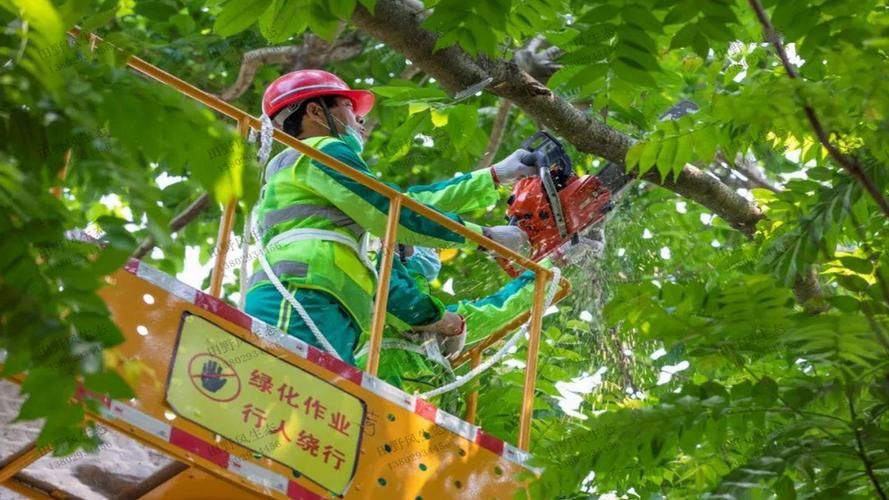 渭城区文林路绿化工程项目