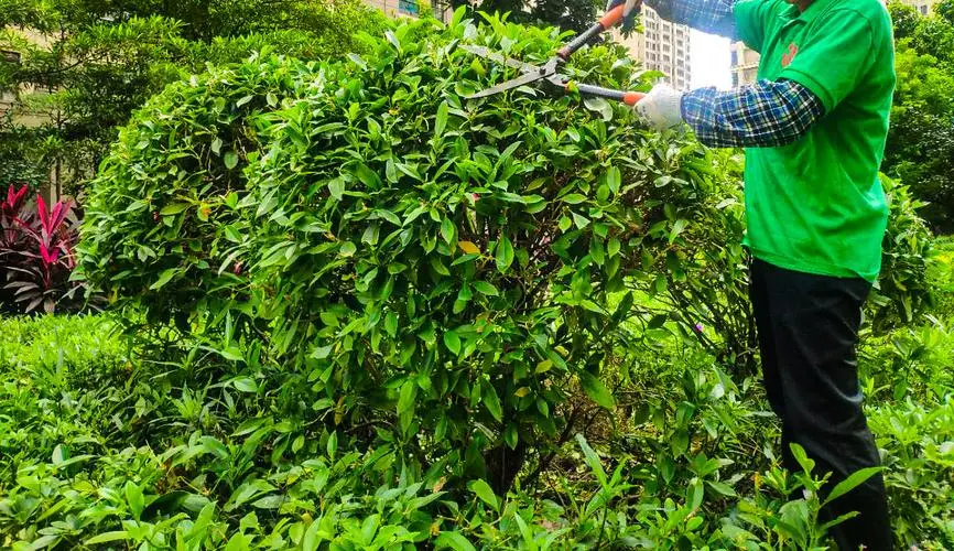 园林绿化对于减少噪音污染的作用是怎样的？